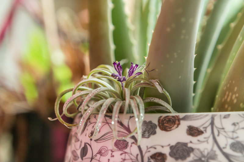 Scopri le Tillandsie, le piante dell’aria che arredano con leggerezza