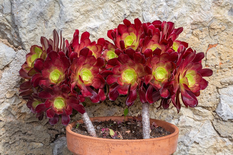 Aeonium vaso