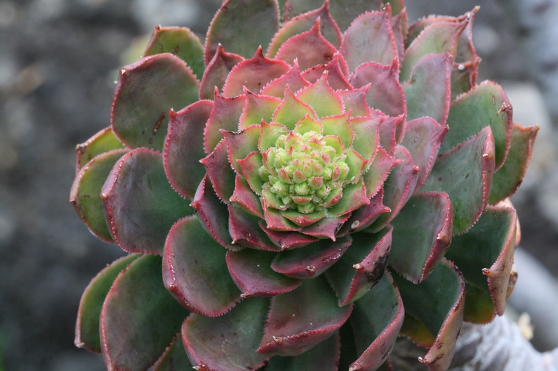 Aeonium