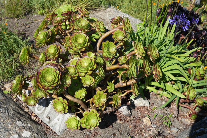 Aeonium