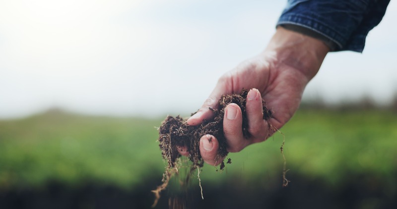 mano di un uomo con compost 