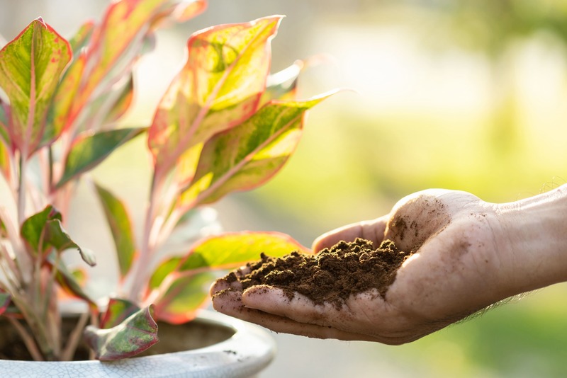 Concimi naturali fai da te con fondi di caffè