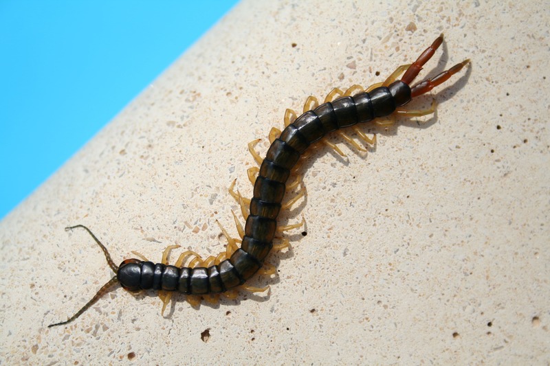scolopendre e scutigere; scalopenedra