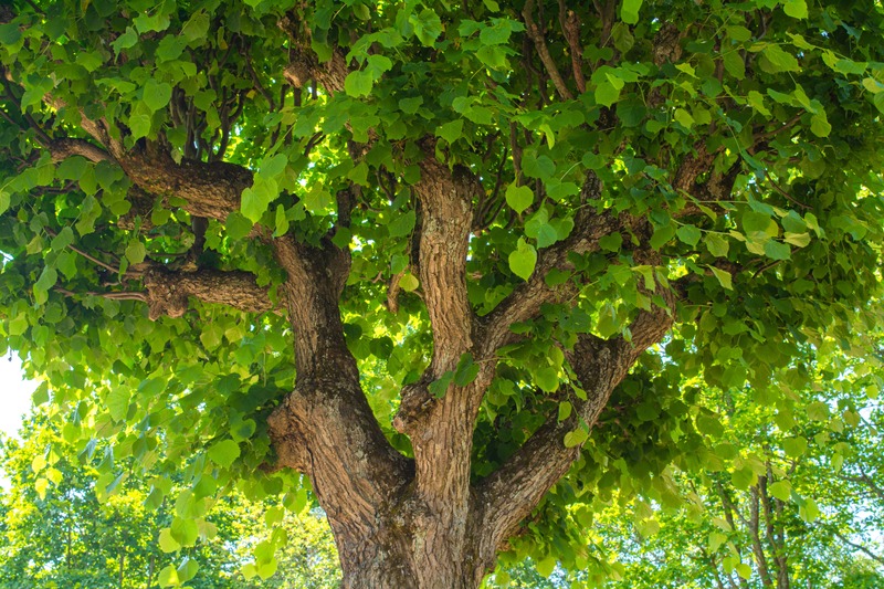 albero di tiglio