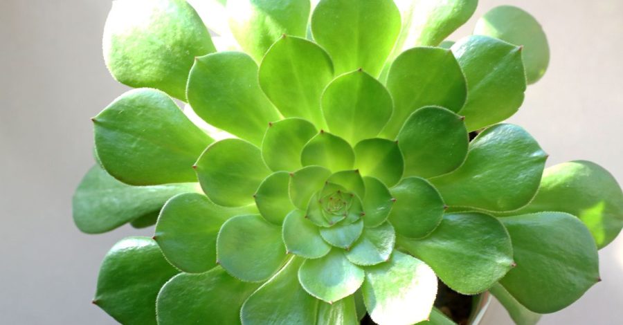 Coltivare l’aeonium in vaso richiede luce, drenaggio e acqua misurata: Un incredibile primo piano di una succulenta Aeonium…