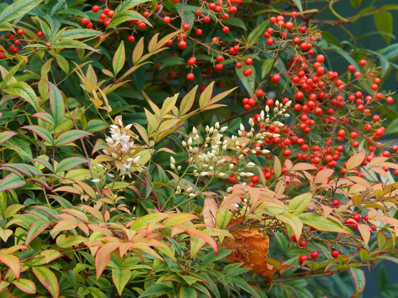 Colorare gli esterni con piante con bacche